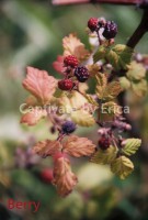 /album/captivatebyerica/berry-539x800-jpg1/